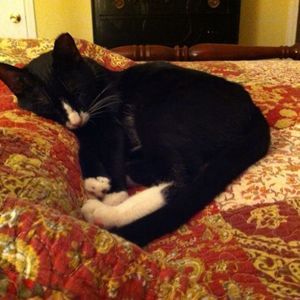 Meet your Posher, Ginger